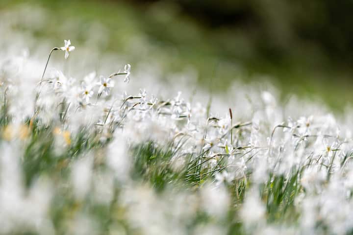 Narcisses