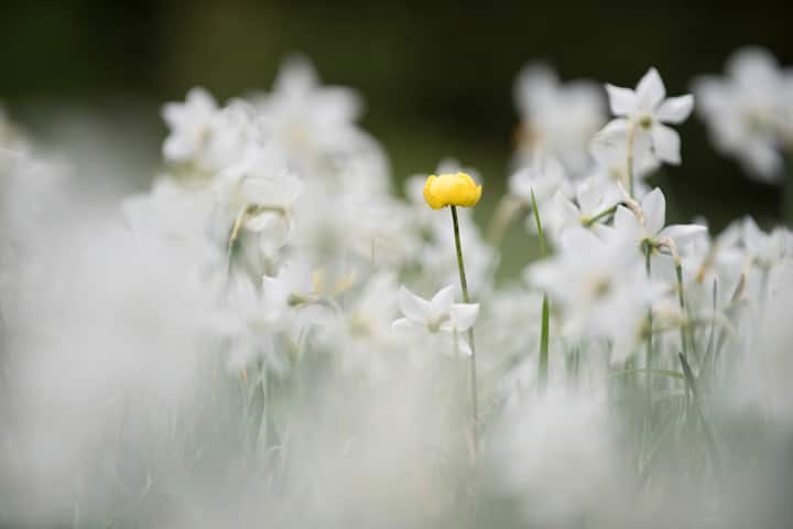 Narcisses