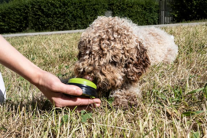chiens au travail