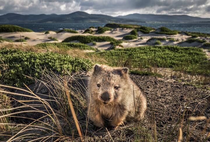 Wombat at Lesueur Point. Maria Island, Tasmania