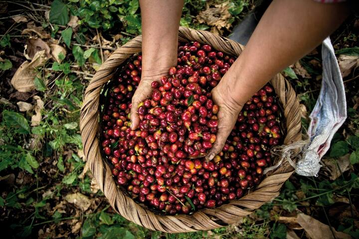 690177_-_costa_rica_kaffee