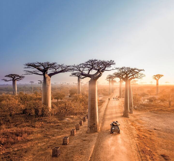 9.madagaskar_baobab-allee