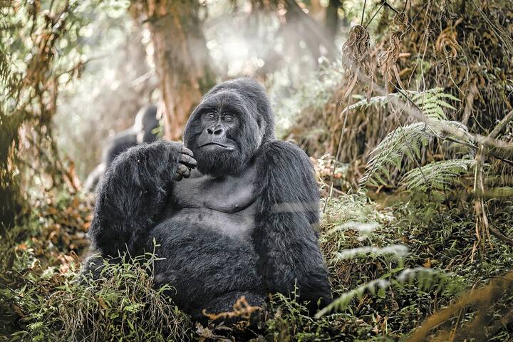 Mountain gorilla, Mgahinga National Park in Uganda. Close-up photo of wild big black silverback monkey in the forest, Africa. Wildlife nature. Mammal in green vegetation. Gorilla sitting in forest,