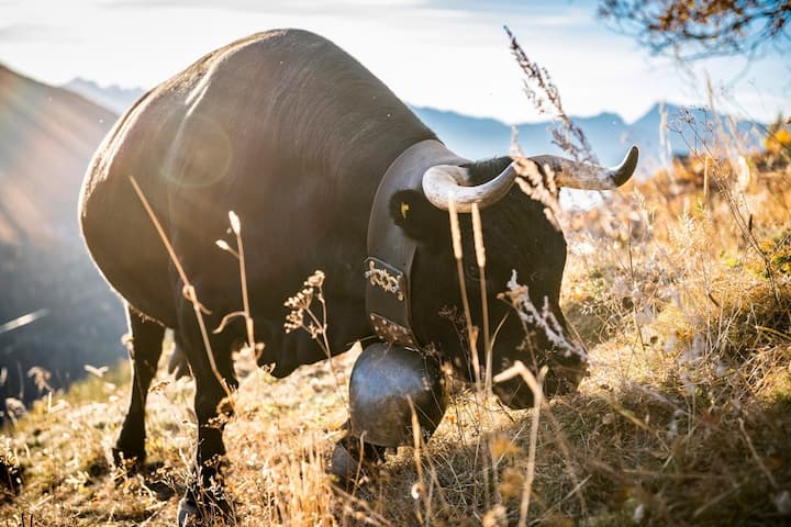 Balade dans le Valais central