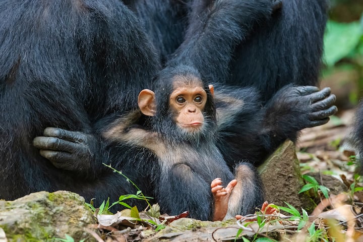 Comedy Wildlife Photography Awards