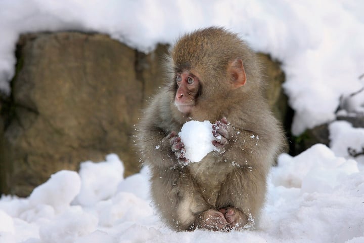Comedy Wildlife Photography Awards