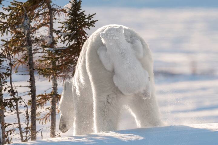 Comedy Wildlife Photography Awards