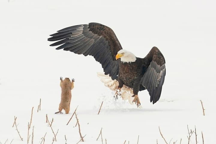 Comedy Wildlife Photography Awards