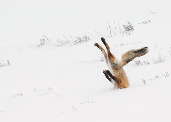 Comedy Wildlife Photography Awards
