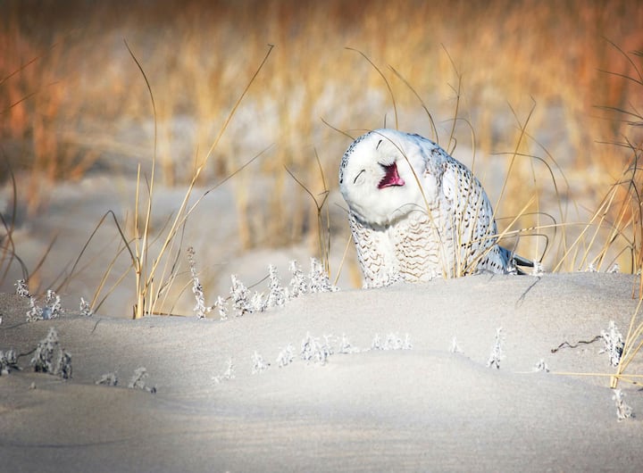 Comedy Wildlife Photography Awards