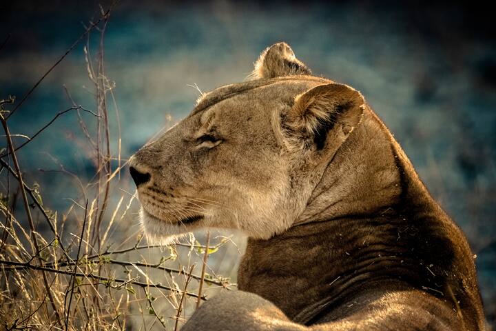 Safari