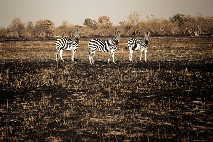 Safari