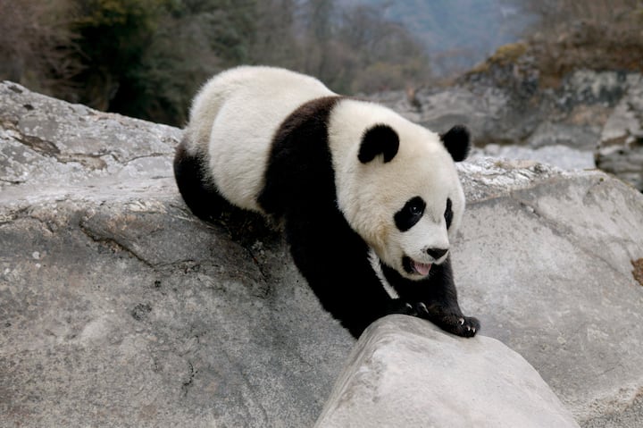 Pandas