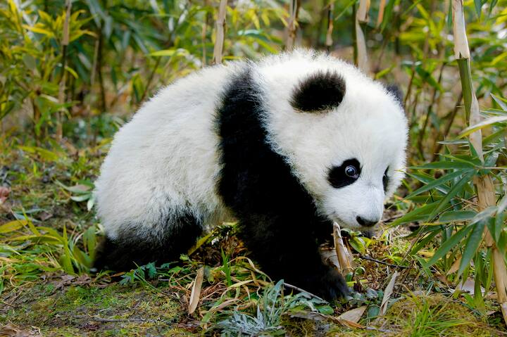 Pandas