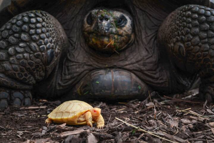 Tortues