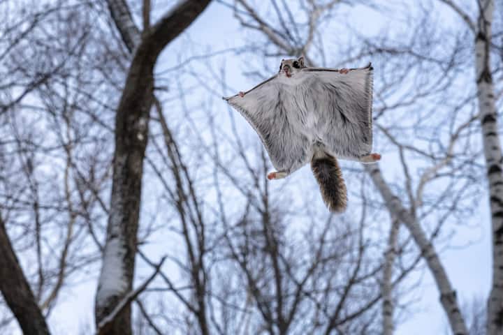écureuil volant