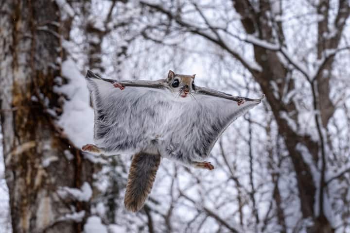 écureuil volant