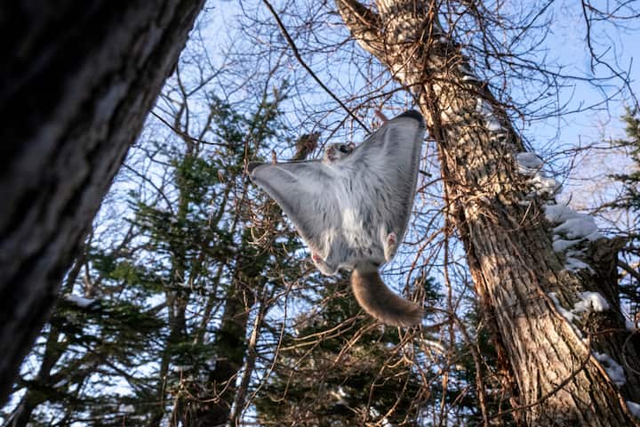 écureuil volant