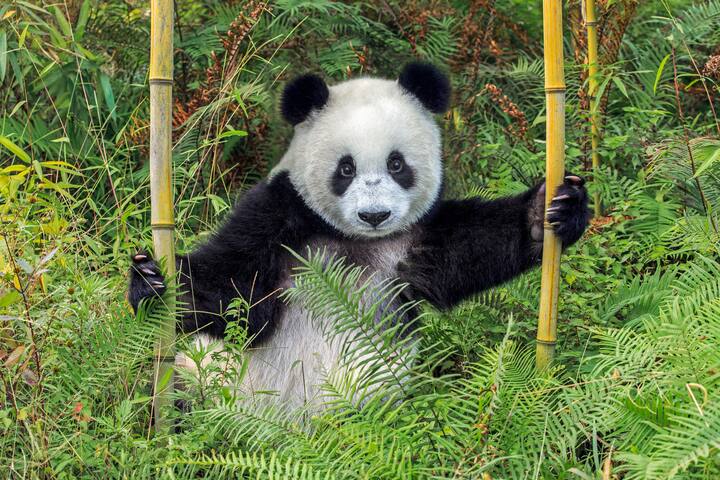 panda géant