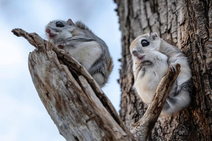Un couple d'écureuils volants