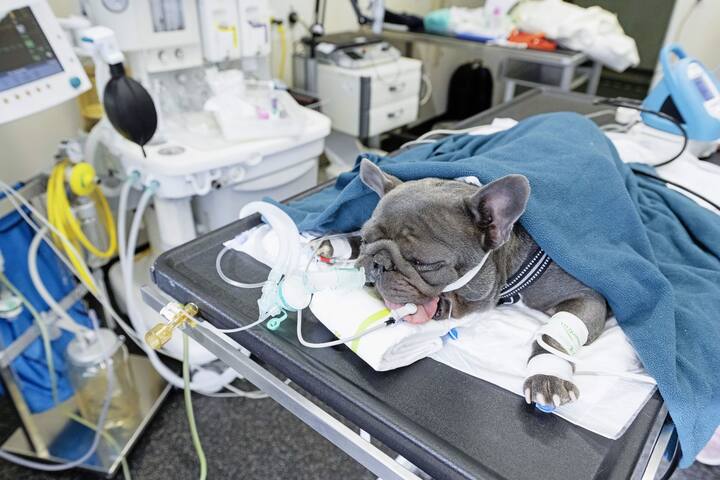 Carlin à l'hôpital