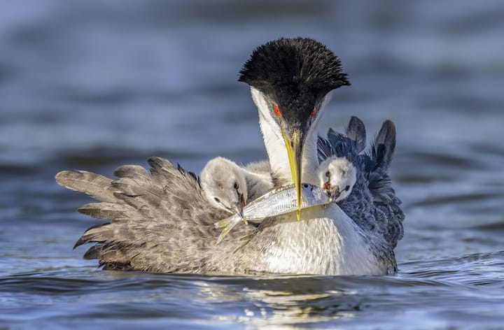 deux jeunes grèbes élégants, sur le dos de leur mère, se disputaient un poisson que venait d’apporter leur père