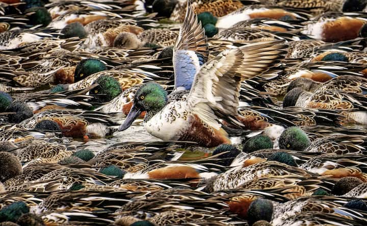 groupe de canards souchets