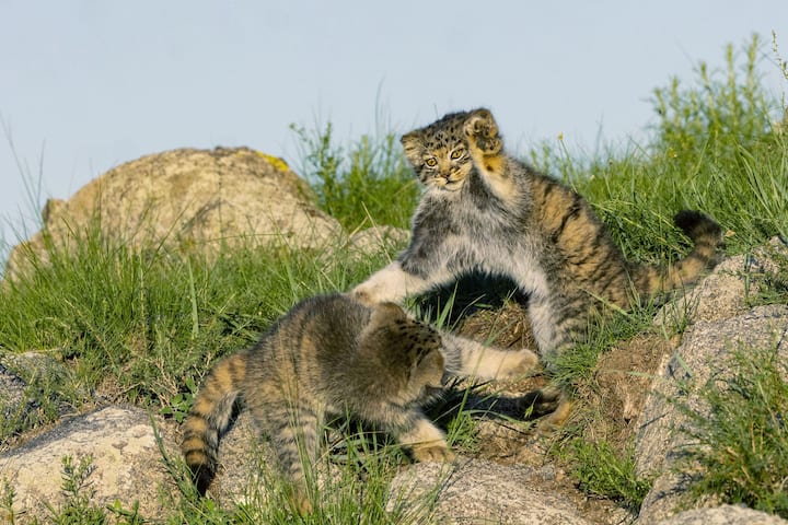 manul