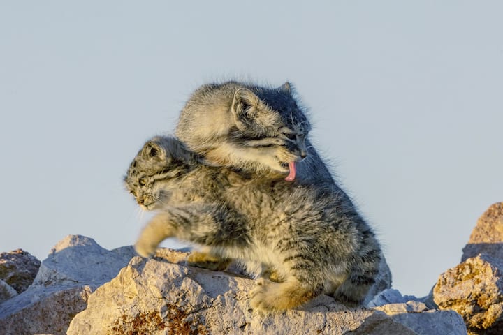 manul