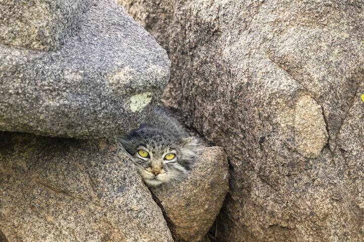 manul