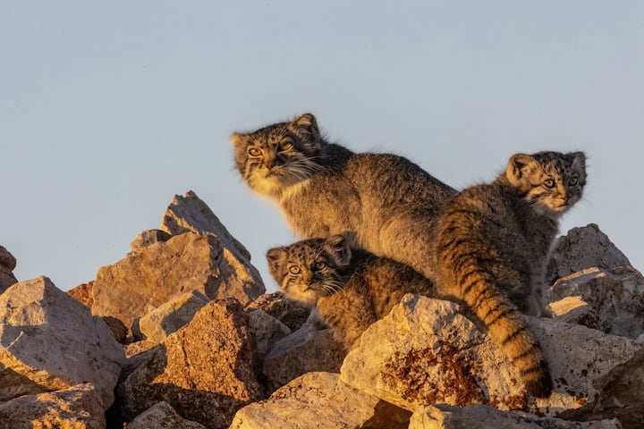 manul