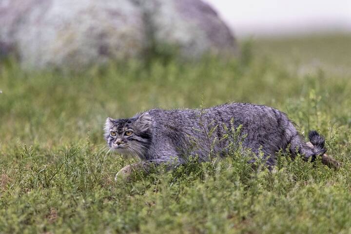 manul