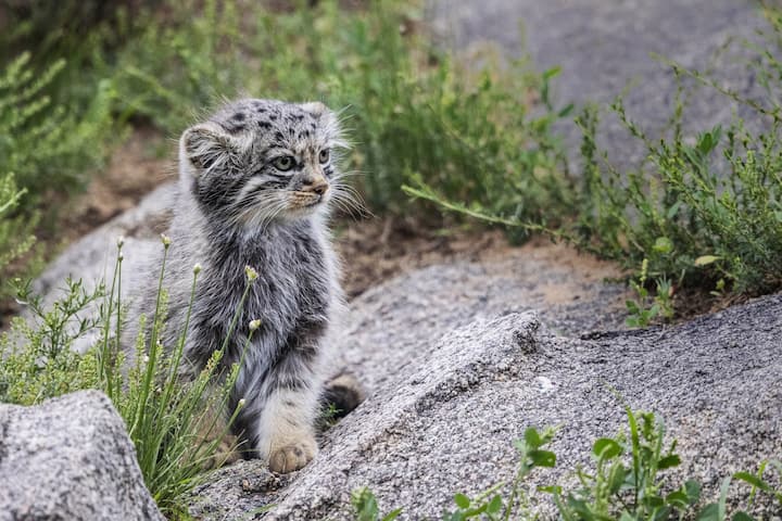 manul