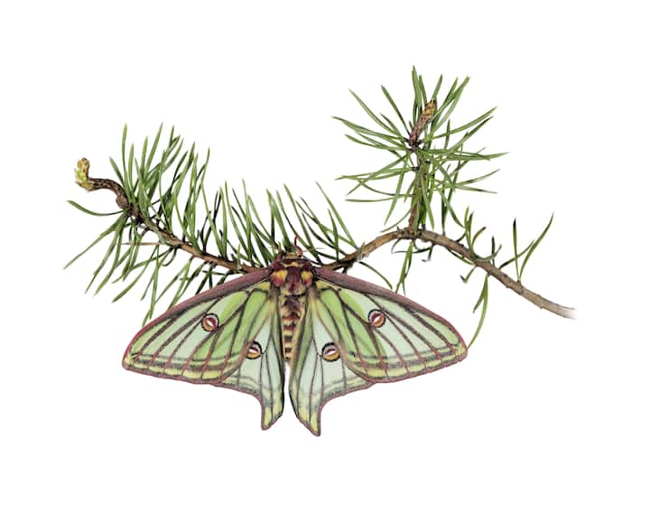 papillon
