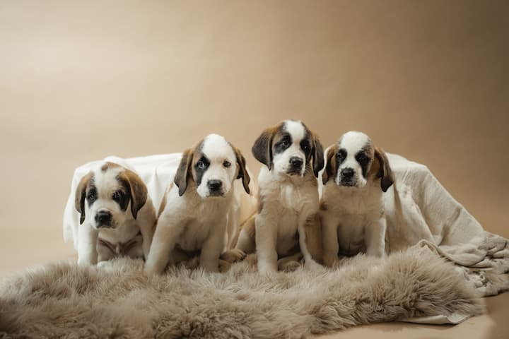 saint-bernards