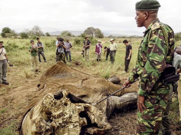 Un chef ranger du Kenya Wildlife Service explique comment tirer des informations d’un éléphant même en état de décomposition avancée. 