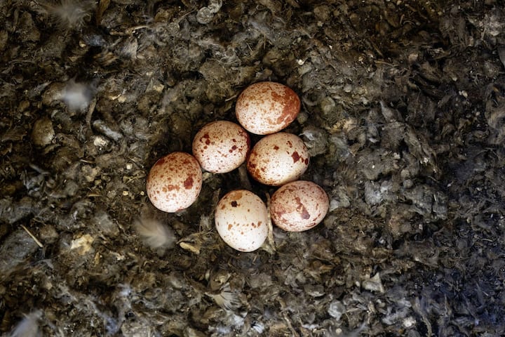 Oeufs du faucon crécerelle