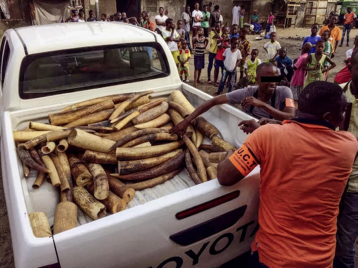 Saisie d’ivoire dans un quartier d’Abidjan