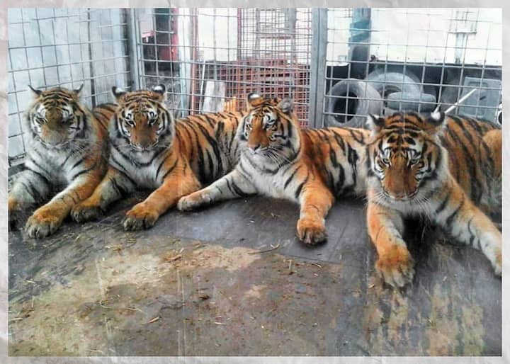 Quatre tigres d’une même fratrie cohabitent dans une roulotte de cirque. Deux femelles ont trouvé refuge en Suisse. Leur frère et leur sœur ont rejoint l’Allemagne.