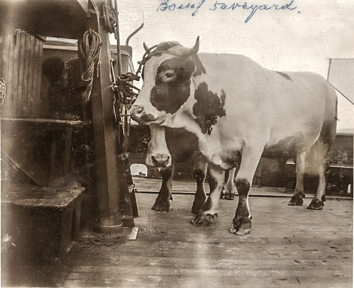 Photographies d'ambiance prise à bord du bateau demi-salon "Simplon II" en 1887. On y voit notamment des passagers et des marchandises (bétails, hottes remplies de cerises, coffre).