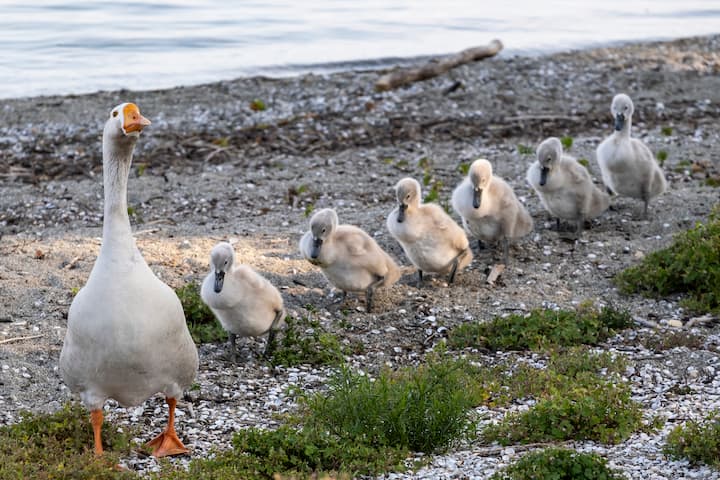 Le jars Klaxon, un couple de cygnes et leurs six petits