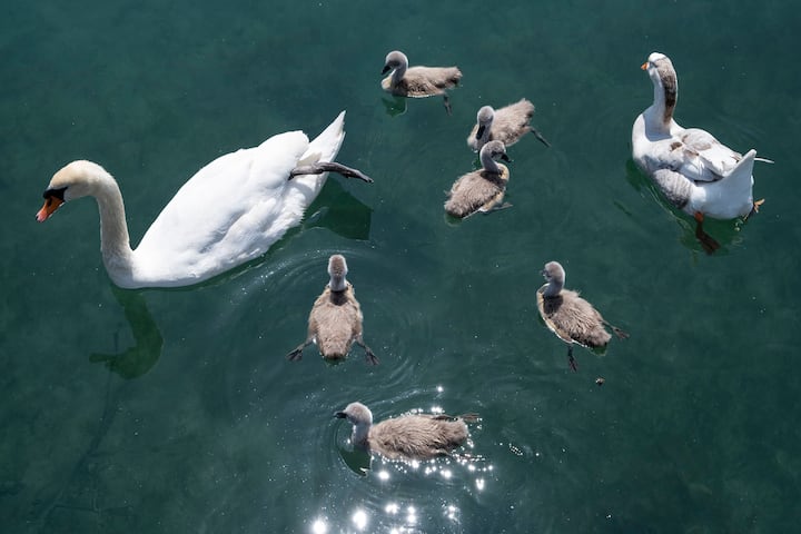 Le jars Klaxon vit avec un couple de cygnes et leurs six petits