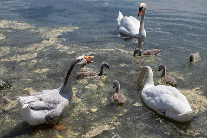 Le jars Klaxon vit avec un couple de cygnes et leurs six petits