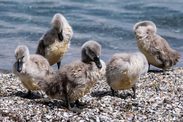 Le jars Klaxon vit avec un couple de cygnes et leurs six petits