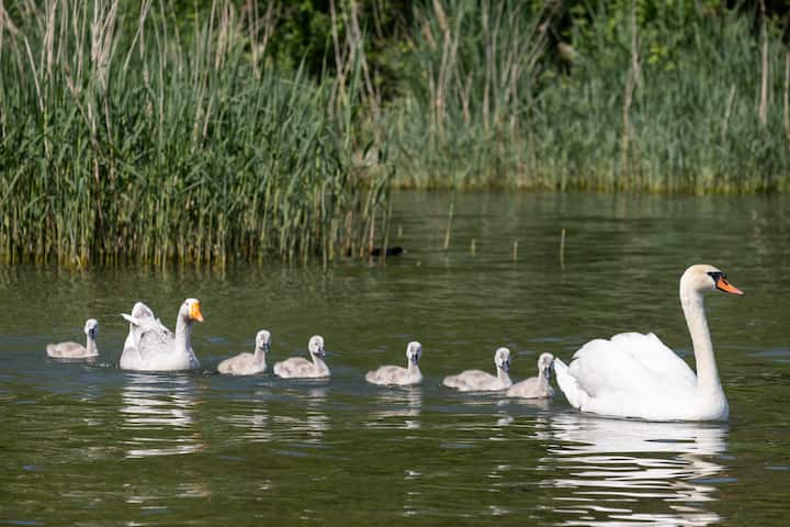 Le jars Klaxon vit avec un couple de cygnes et leurs six petits