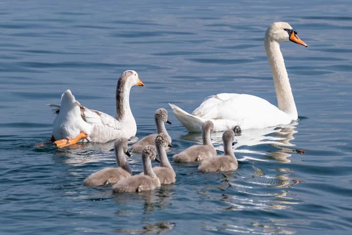 Le jars Klaxon vit avec un couple de cygnes et leurs six petits