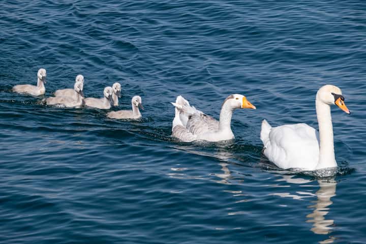 Le jars Klaxon vit avec un couple de cygnes et leurs six petits