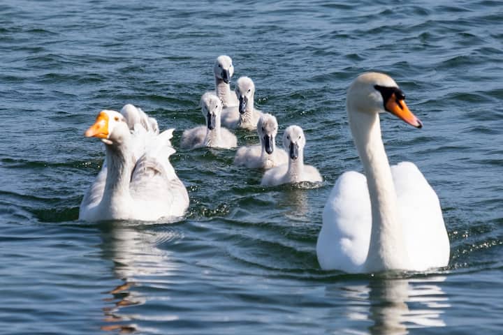 Le jars Klaxon vit avec un couple de cygnes et leurs six petits
