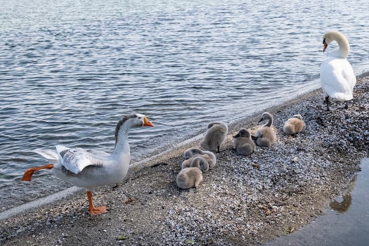 Le jars Klaxon vit avec un couple de cygnes et leurs six petits