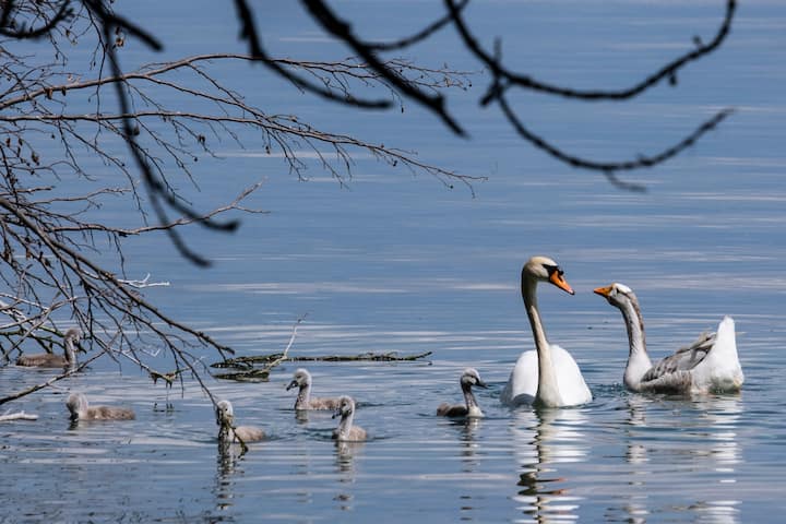 Le jars Klaxon vit avec un couple de cygnes et leurs six petits
